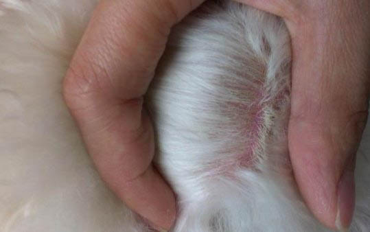 如何看狗狗是否怀孕