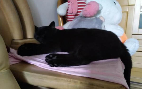 如何应对猫咪撒狗粮的问题
