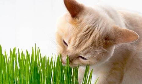 请问猫咪呕吐的原因及处理方法?