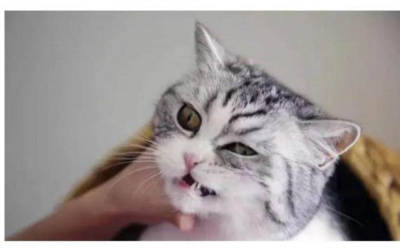 请问猫咪呕吐的原因及处理方法？