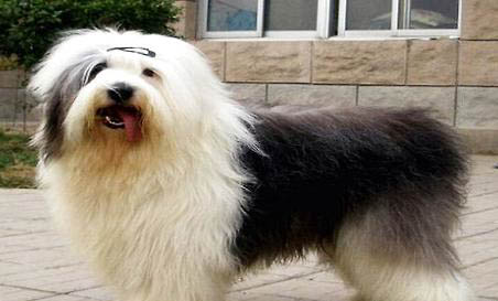 狗狗能不能吃李子