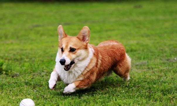 柯基幼犬放笼子一直叫不停怎么办
