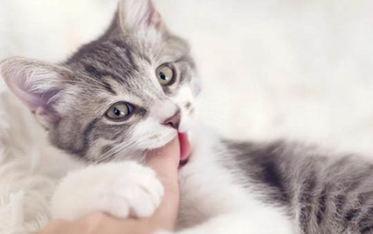 两个月的小猫嗓子哑怎么回事