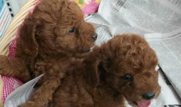 如何给泰迪犬补钙