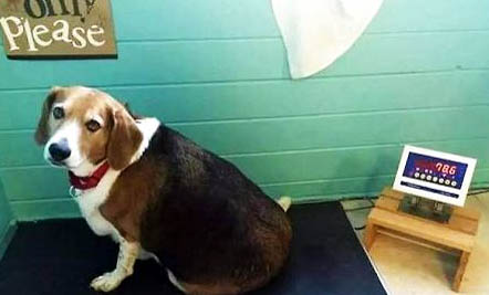 狗狗只打一针狂犬疫苗可以吗