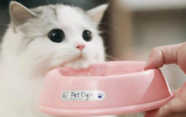 猫咪一直睡觉精神不振