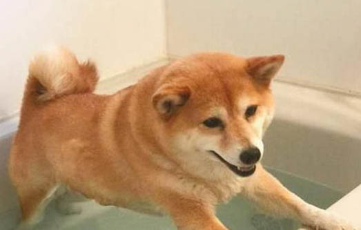 狗狗患弓形虫有哪些症状