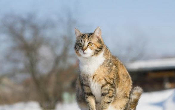 猫咪拉血是什么原因导致的