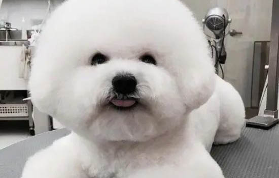 狗狗为什么穿雨衣会叫