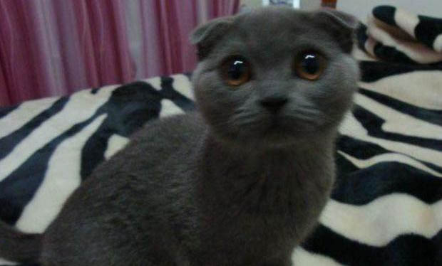 猫咪发烧摸哪个位置