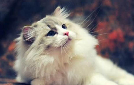 猫咪吐血能自愈吗?