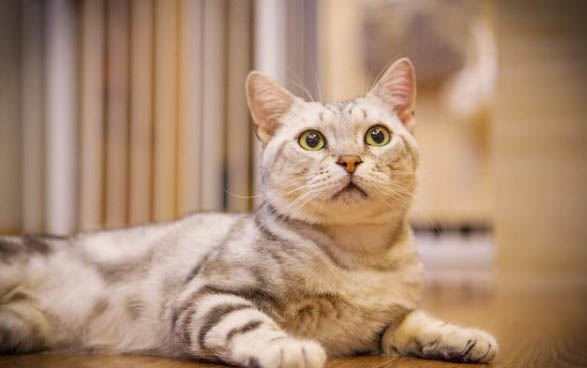 猫咪每天都有眼屎正常么?