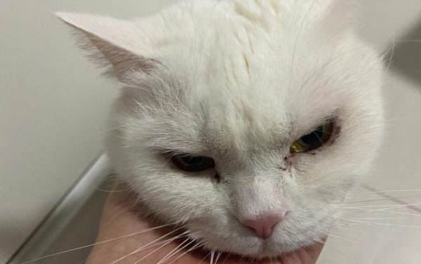 猫间隔多久能生一只小猫