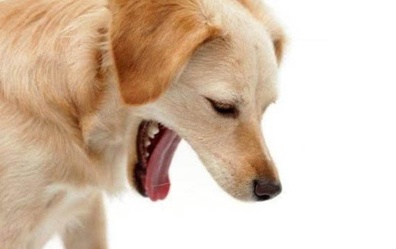 聪明的狗狗有哪些特征