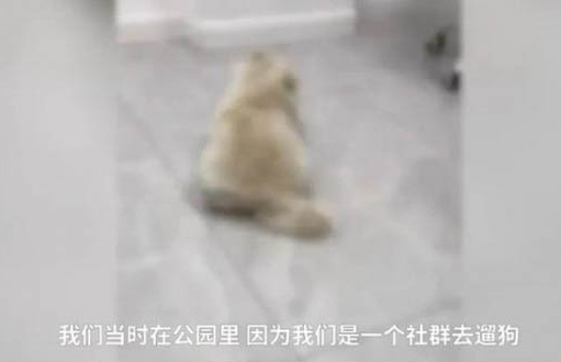 小狗感冒咳嗽脚掌开裂是怎么回事
