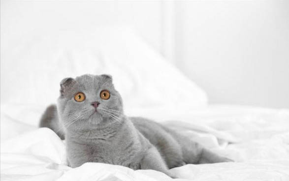 请问猫咪呕吐的原因及处理方法?