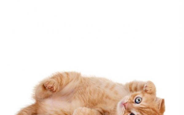 野猫晚上鬼哭狼嚎的原因