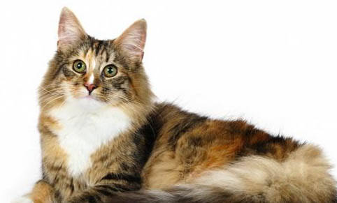 猫咪为什么会出现传腹的情况