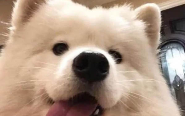 狗狗总是摇头甩耳朵的原因及处理方法