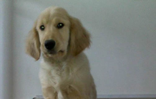 狗狗得狂犬病有哪些症状