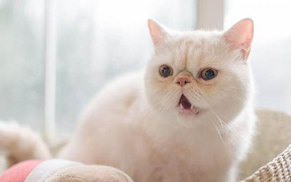 猫咪要几个月才能绝育