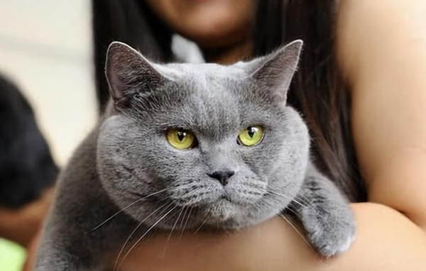 东方短毛猫应该如何训练