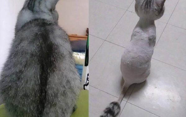 请问猫咪呕吐的原因及处理方法？