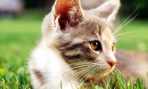 猫咪得了胰腺炎的几种症状