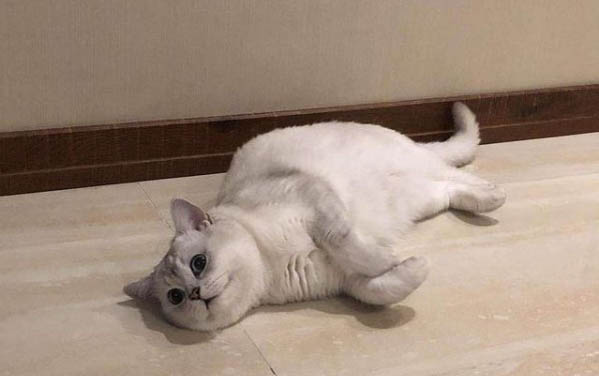 猫咪很精神但是拉稀是怎么了啊