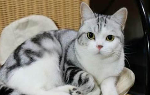 美短公猫怎样发情