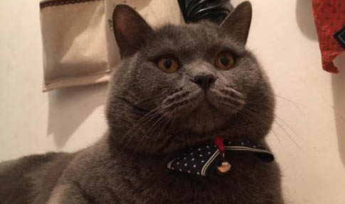 蓝猫和银渐层能生出什么来