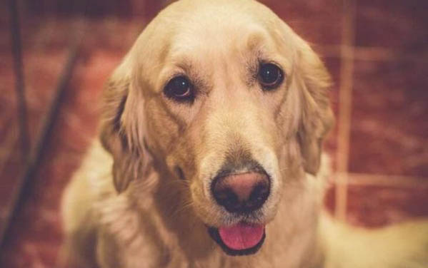 金毛幼犬犬瘟多久会死