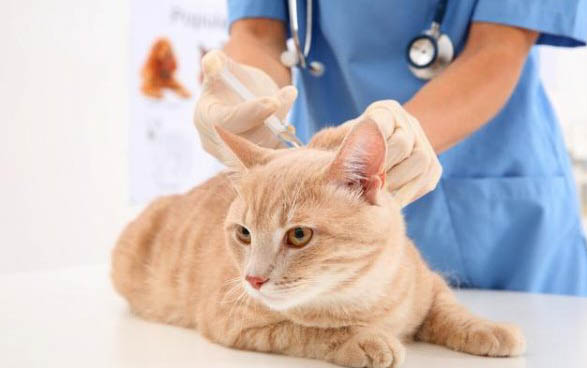 猫咪像狗狗一样吐舌头喘气