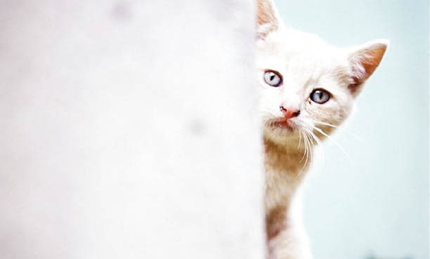 猫脖子上有个鼓包怎么回事?猫咪呼吸急促原因