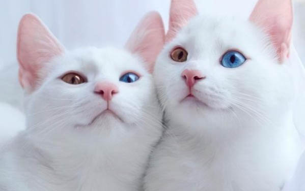 小猫咪感冒了怎么办才好得快