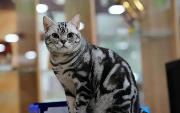 如何让猫抓老鼠