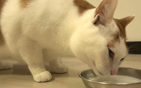 防止小猫咪坐车出现应激反应的方法