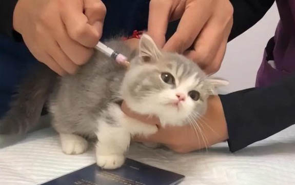 猫咪呕吐黄水带血点