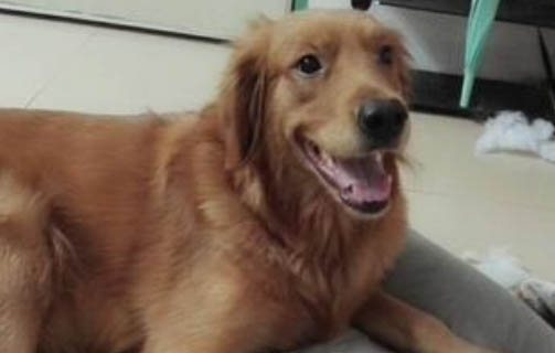 狗狗内出血还有救吗