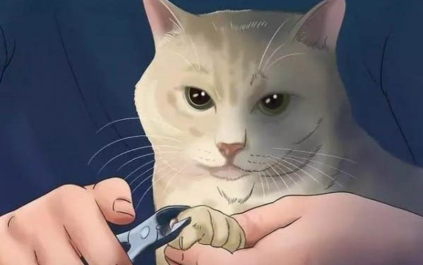 猫应急反应如何解决