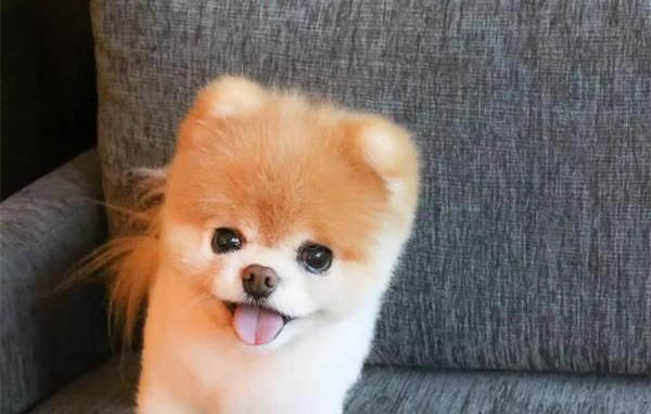 博美犬瘟初期症状有哪些
