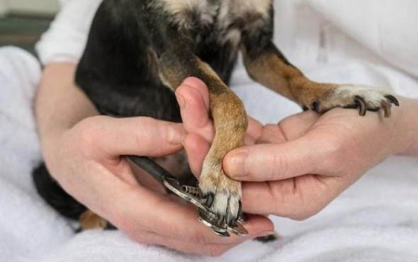 狗狗拉稀能吃土霉素吗