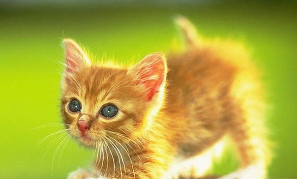猫咪可以送给别人吗为什么不能养