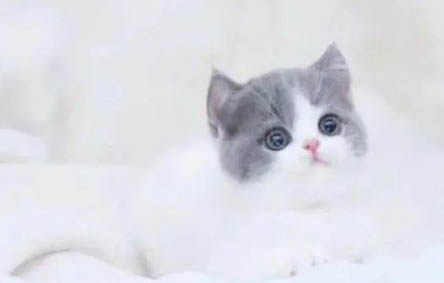 什么办法可以让英国短毛猫不掉毛