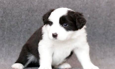 刚出生的幼犬怎么养比较好