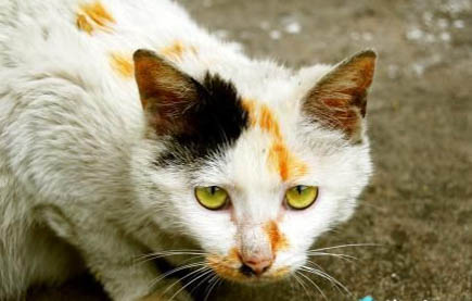 野猫猫咪和家猫区别