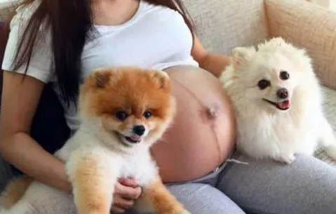 狗狗胰腺炎多久才可以完全恢复