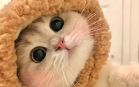 猫咪总打嗝