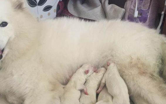 小狗拉肚子不吃东西没精神怎么办