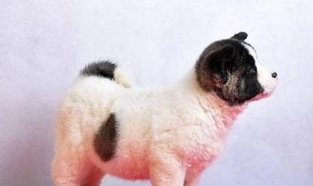 秋田犬和柴犬哪个好？